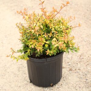 Abelia - Francis Mason