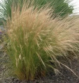 Ornamental Grasses