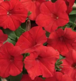 Annuals in Dallas TX