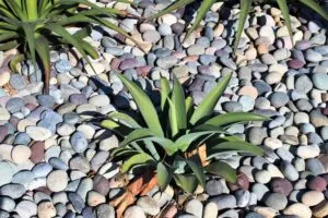 MIXED COLOR MEXICAN BEACH PEBBLES - 1"-2"