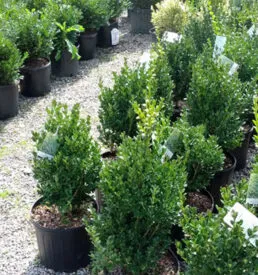 Shrubs & Succulents