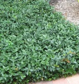 Ground Cover