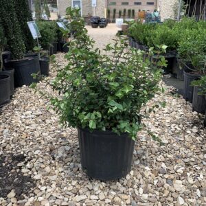 Abelia - Rose Creek