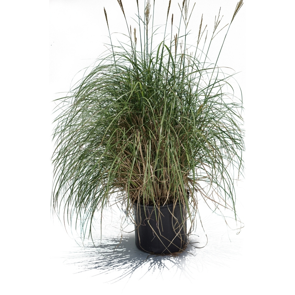 Miscanthus