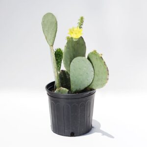 Cactus - Spineless Prickly Pear