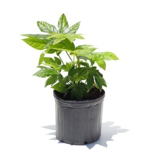 Fatsia Aralia