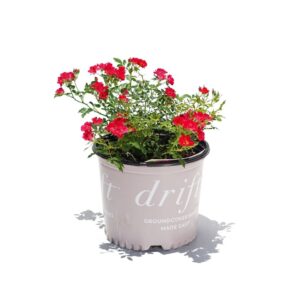 Rose - 'Drift'
