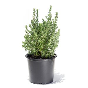 Texas Sage