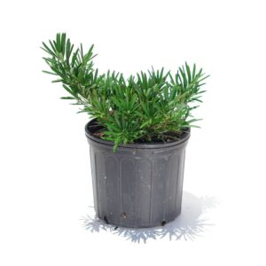 Podocarpus - 'Dwarf Pringles Yew'