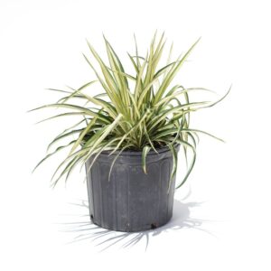 Yucca - 'Colorguard'
