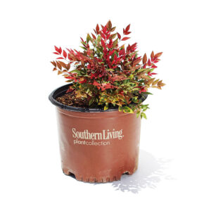 Nandina - 'Obsession'