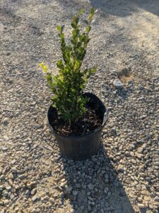 Boxwood - 'Wintergreen'